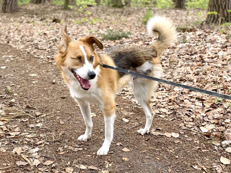 Snickers - Deutsche Dogge - Bild 4