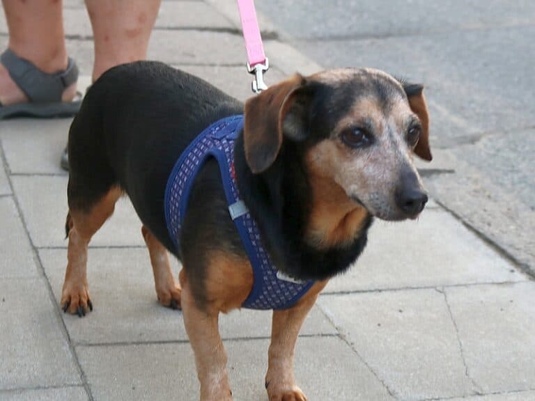 Tessy - Dackel - Bild 2