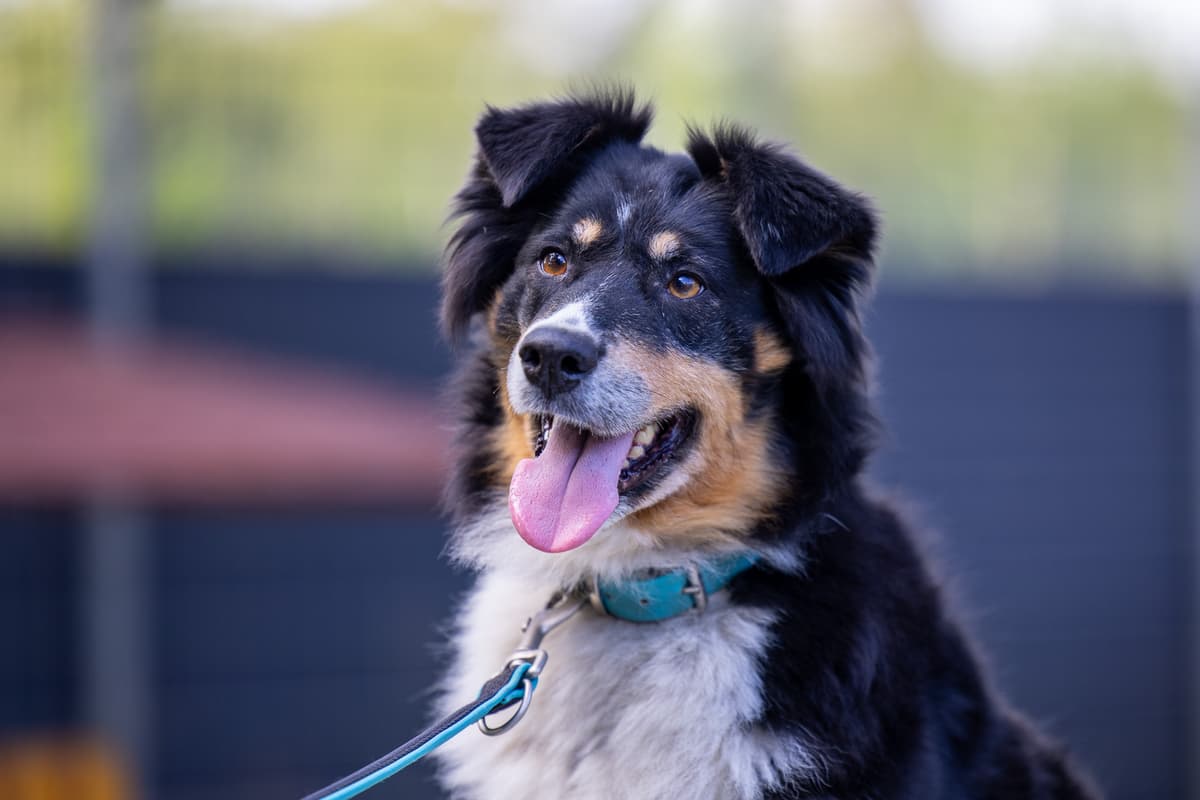 Moxy - Australian Shepherd - Bild 1
