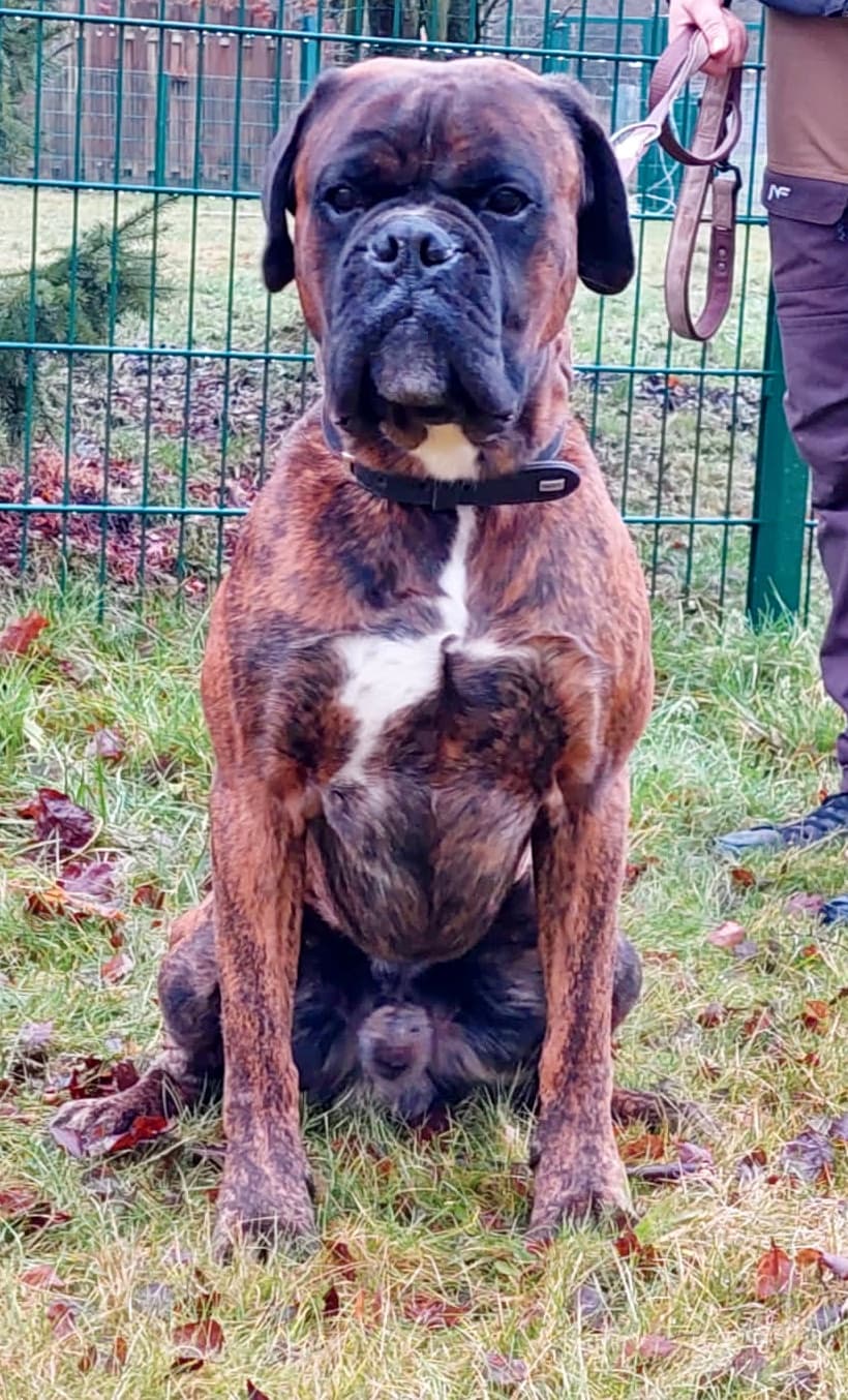Deutscher Boxer Jerry