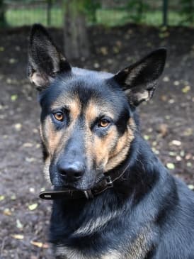 Deutscher Schäferhund-Mix Rex