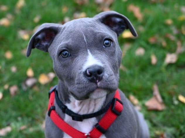 Tommy - Ca de Bou, Ca de Bestiar, American Staffordshire Terrier - Bild 2