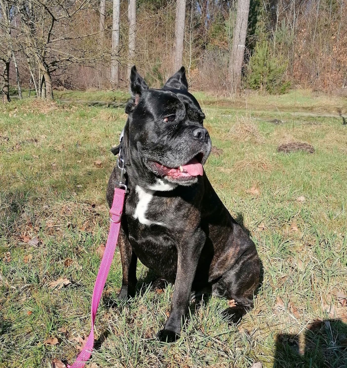 Cane Corso Italiano Aaron