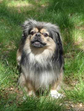 Pekingese Maik