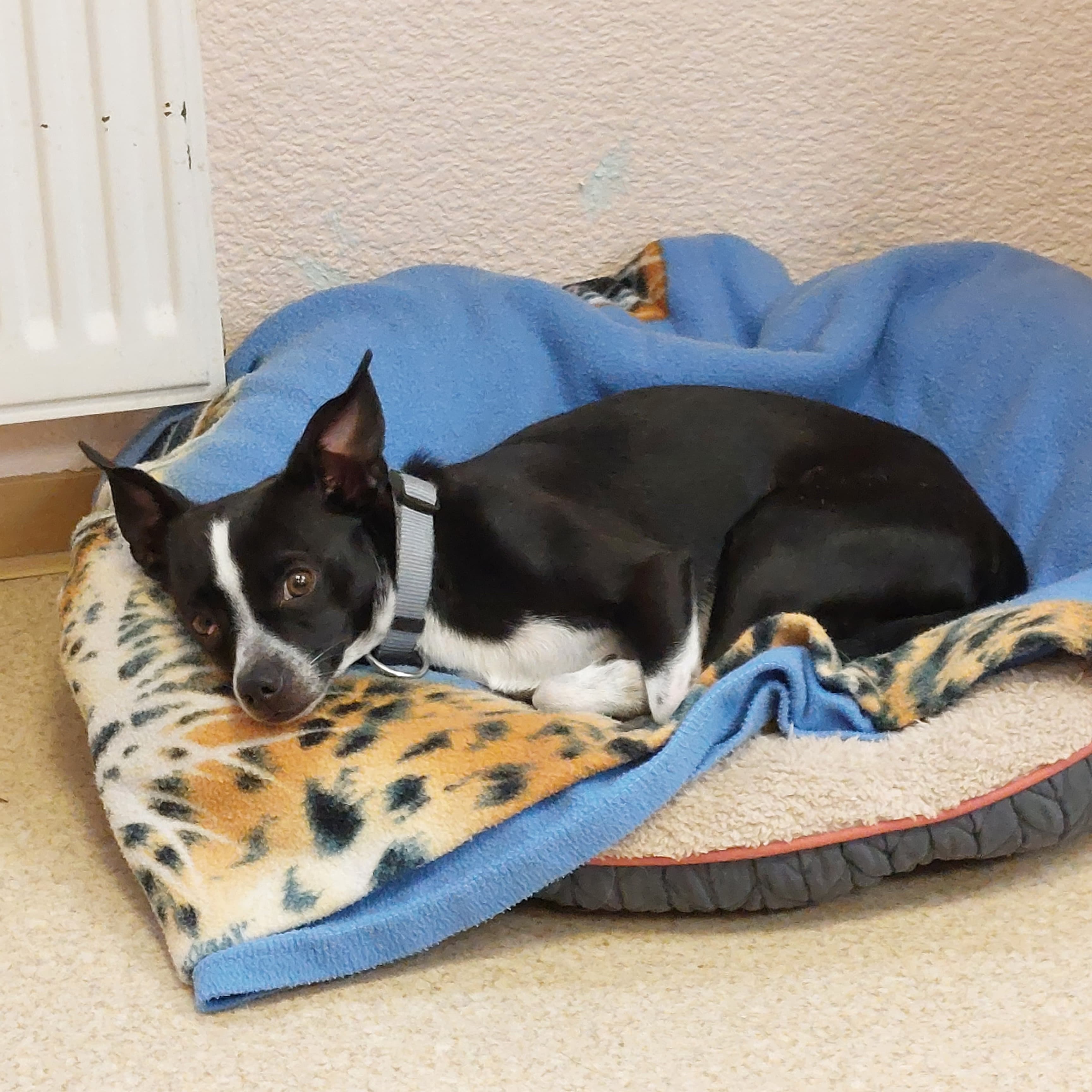 Deutscher Pinscher-Mix Django