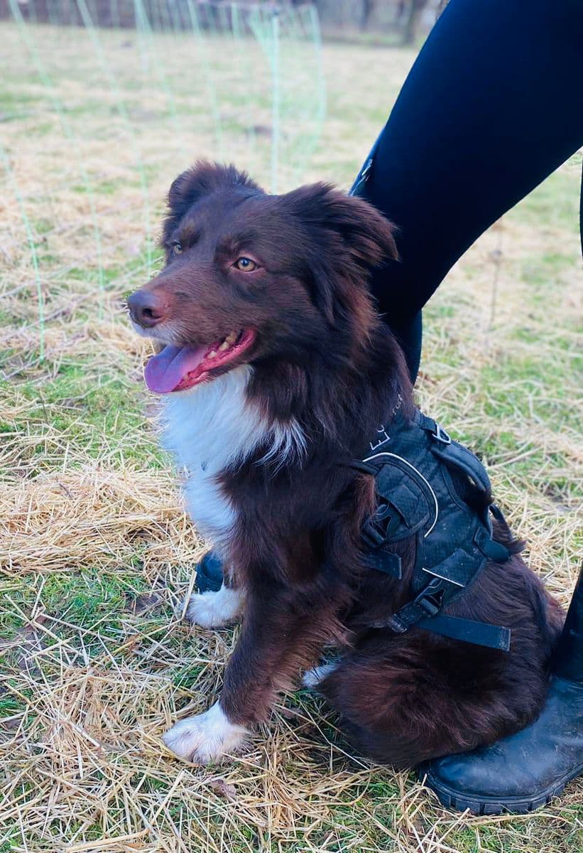 Border Collie-Mix Echo