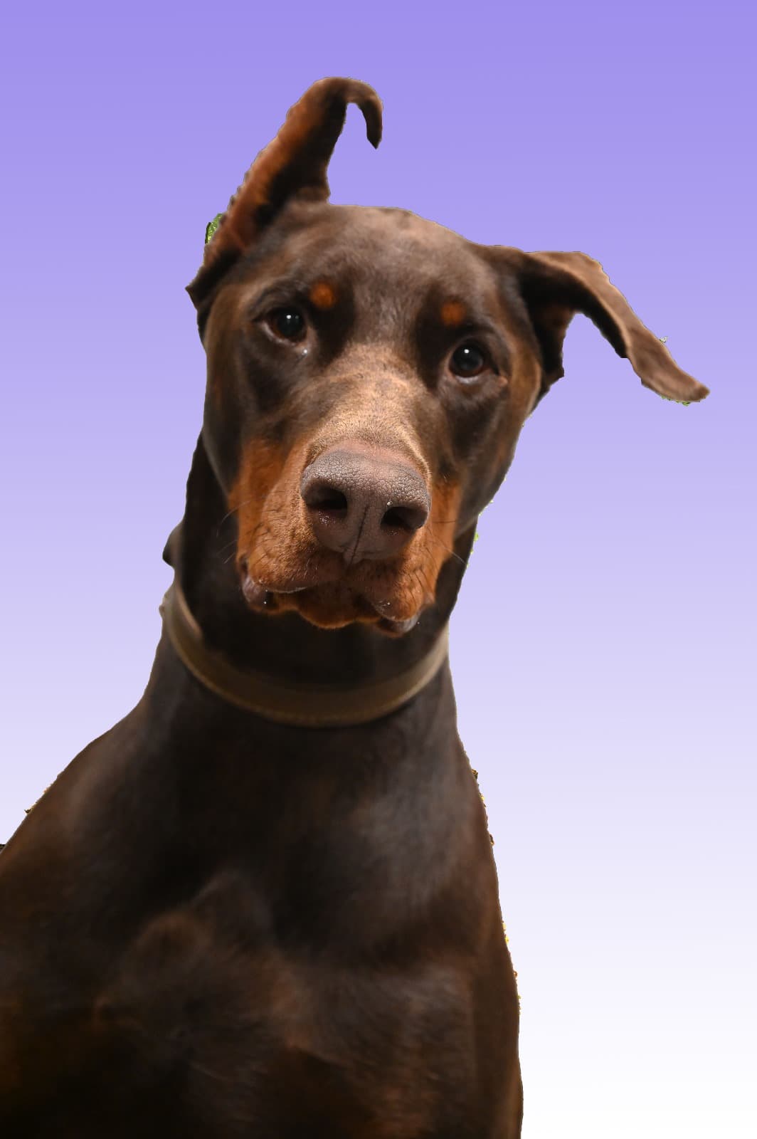 Dobermann Kenzo