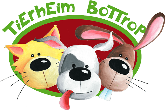 Zeus - Cane Corso Italiano - Bild 5