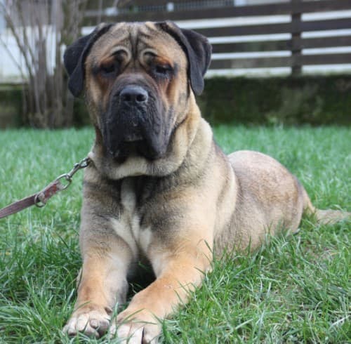Cane Corso Italiano-Mix Talweg 15