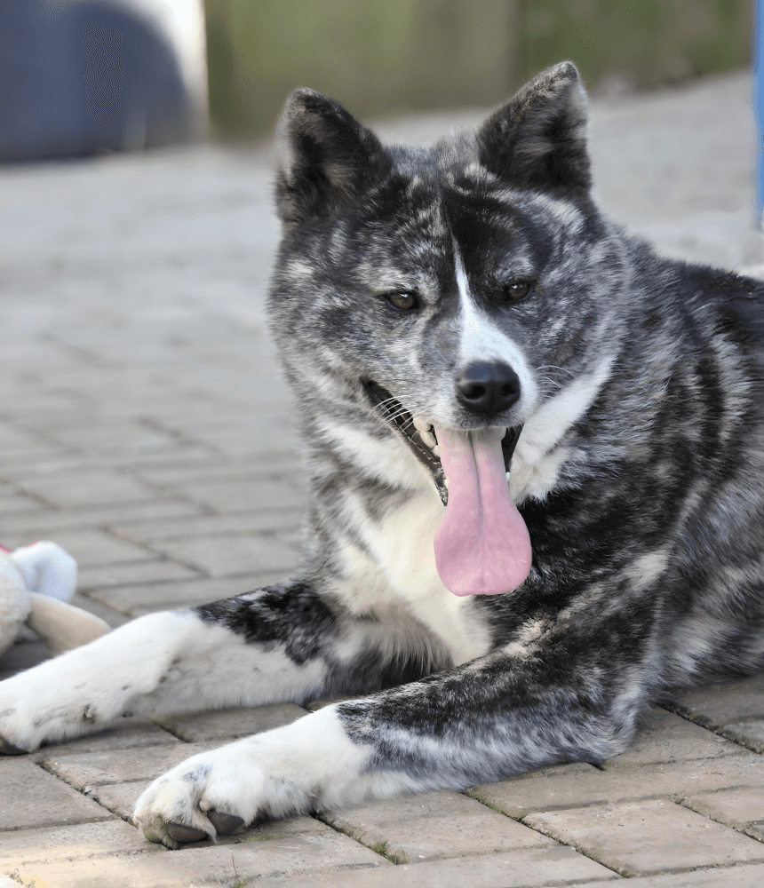 Akita - Akita - Bild 1