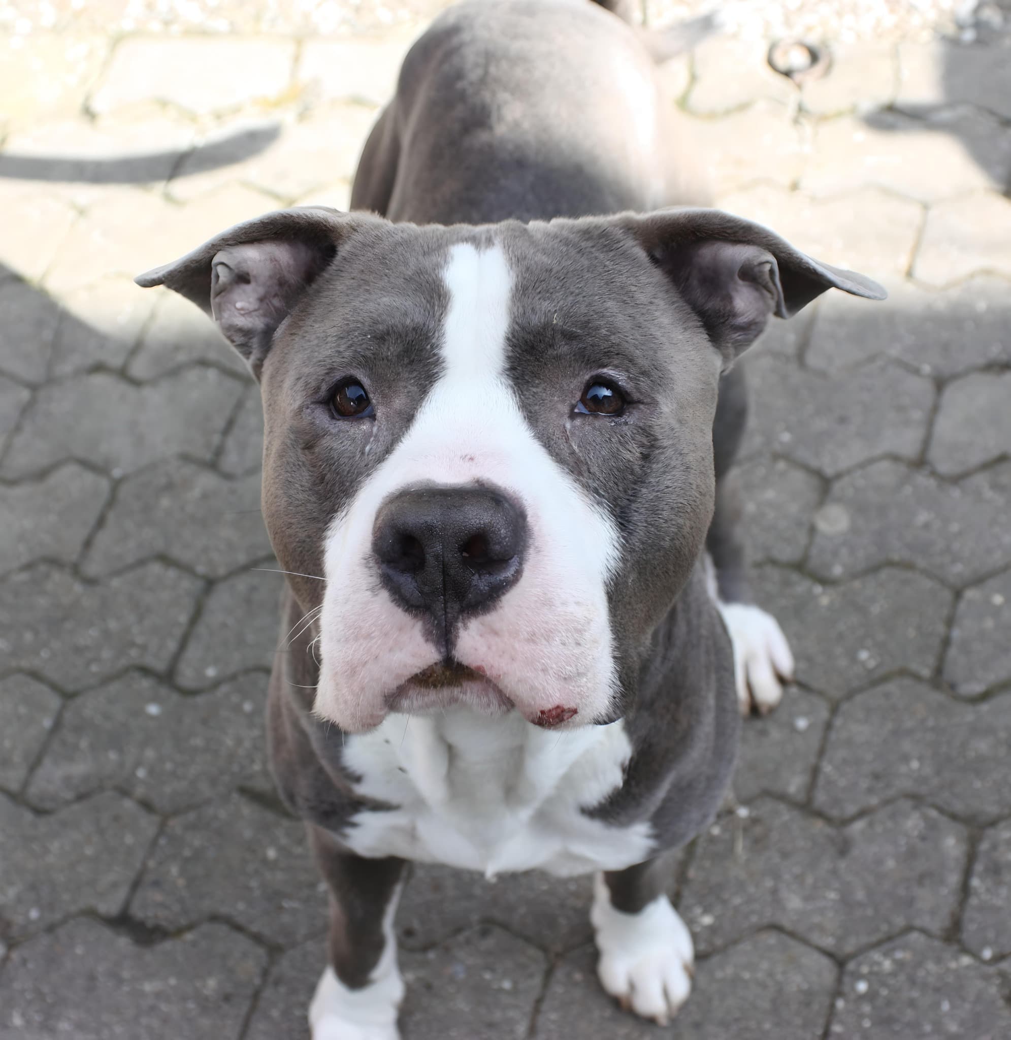 American Staffordshire Terrier Hasi