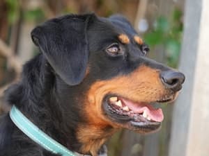 Deutscher Pinscher-Mix Luna