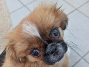 Edi - Pekingese - Bild 4