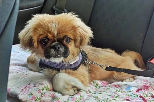 Edi - Pekingese - Bild 3