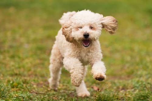 Charly - Pudel - Bild 2