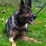 Wolfgang - - Bild 24