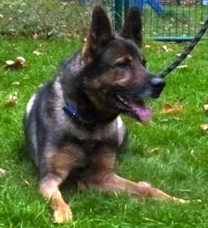 Wolfgang - - Bild 23
