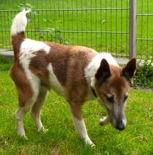 Wolfgang - - Bild 31