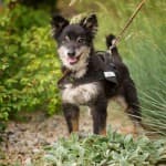 Wolfgang - - Bild 14