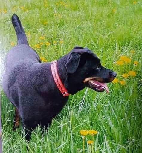 Wolfgang - - Bild 19
