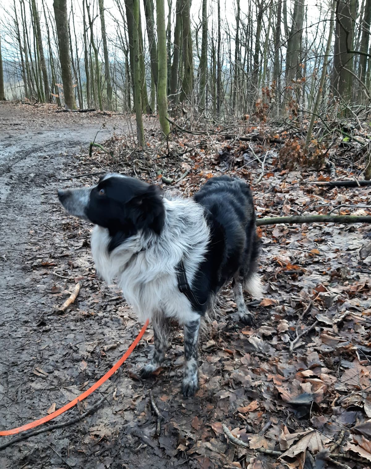 Odin - Border Collie - Bild 10