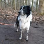 Odin - Border Collie - Bild 9