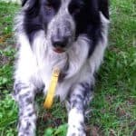 Odin - Border Collie - Bild 3