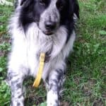 Odin - Border Collie - Bild 7