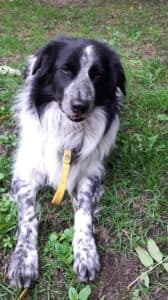 Odin - Border Collie - Bild 1