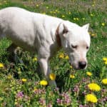 Evita - Dogo Argentino - Bild 5
