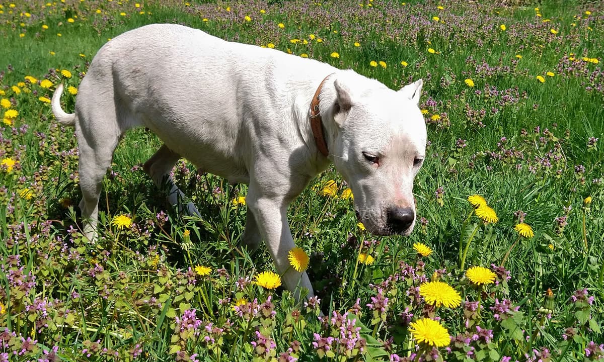 Evita - Dogo Argentino - Bild 4