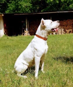 Evita - Dogo Argentino - Bild 1