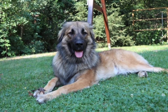 Joey - Zentralasiatischer Owtscharka - Bild 4