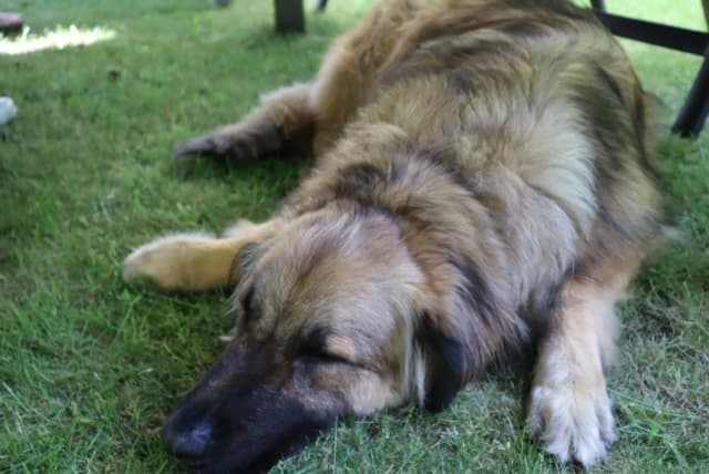 Joey - Zentralasiatischer Owtscharka - Bild 2