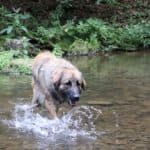 Joey - Zentralasiatischer Owtscharka - Bild 9