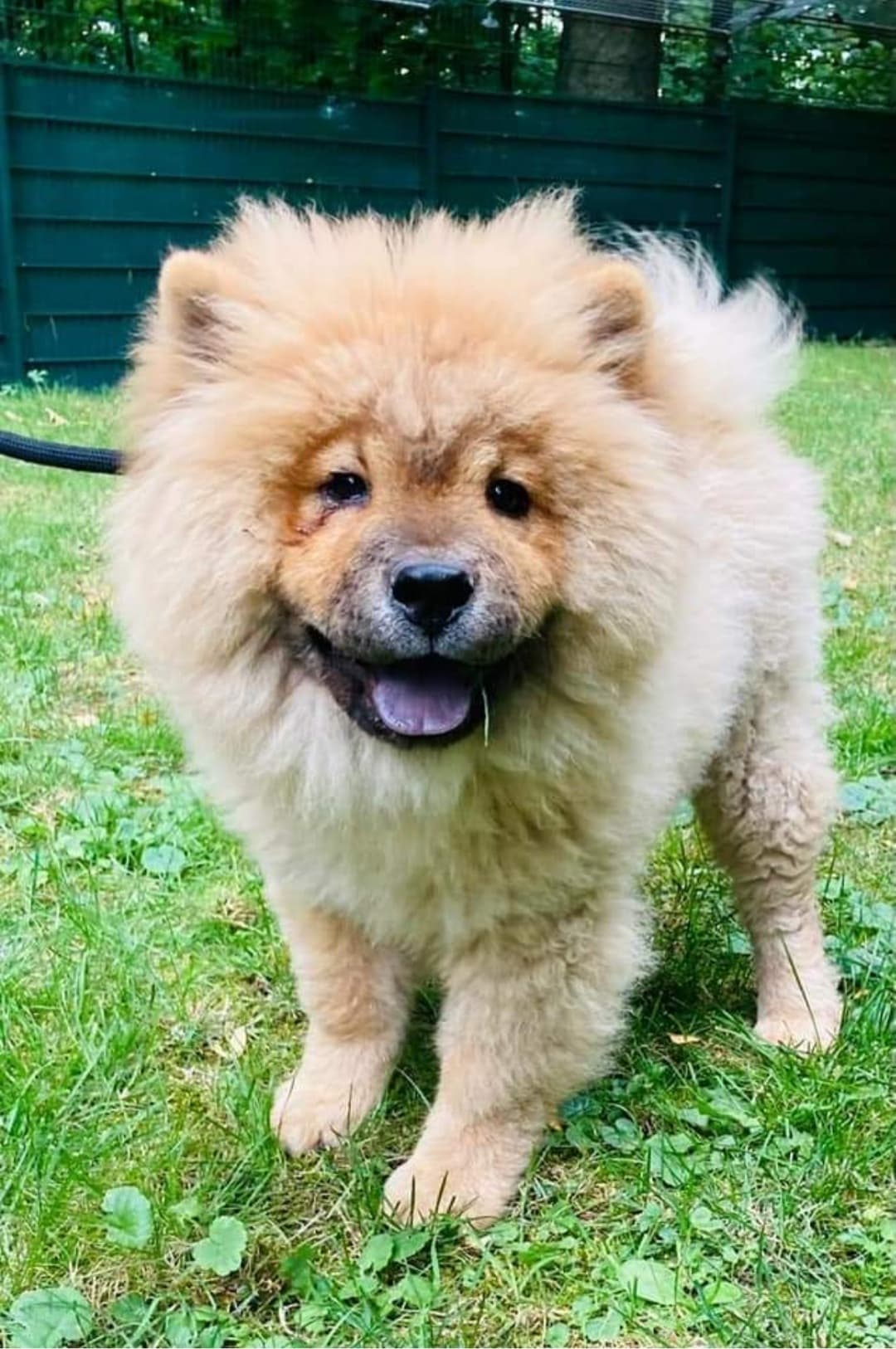 SUNNY - Chow-Chow - Bild 14