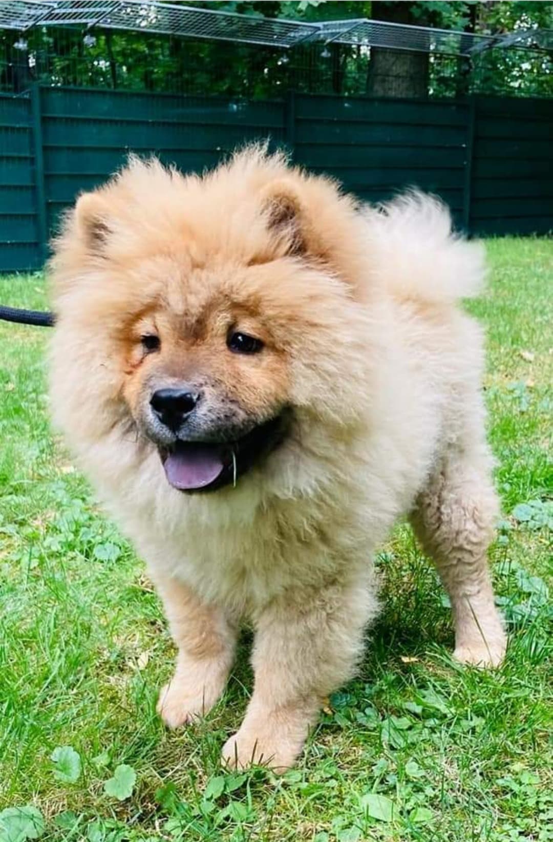 SUNNY - Chow-Chow - Bild 12