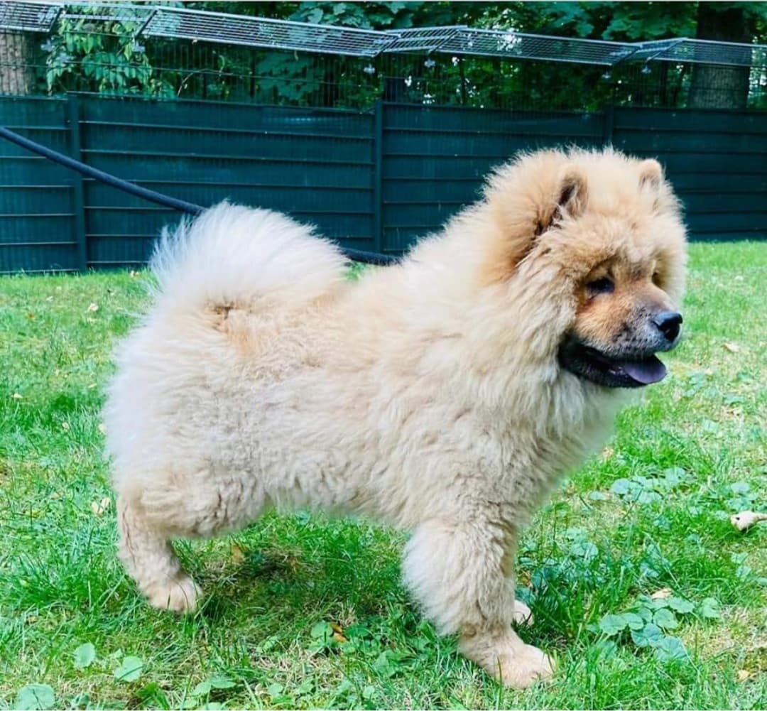 SUNNY - Chow-Chow - Bild 2