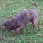 Brownie - - Bild 9