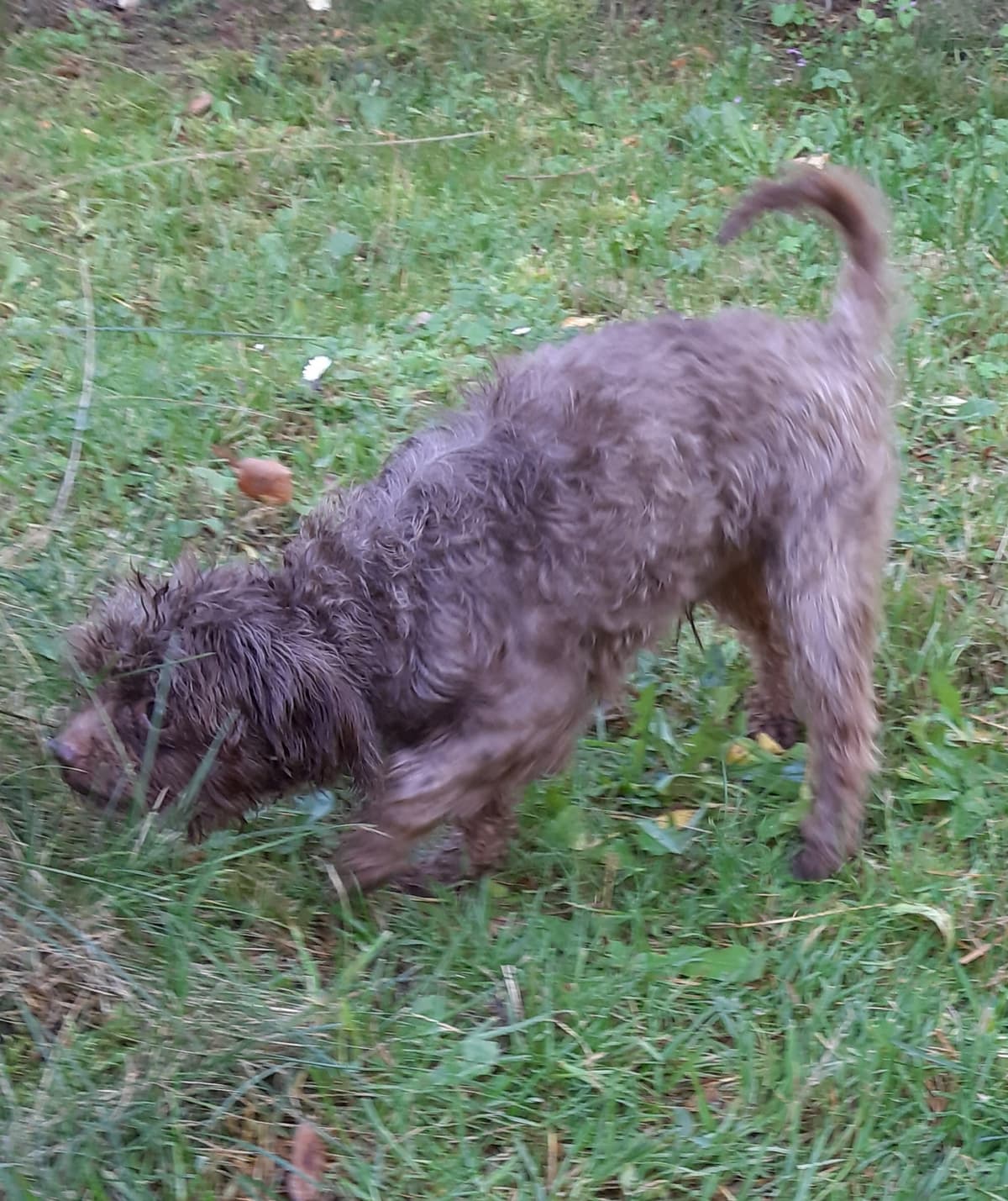 Brownie - - Bild 8