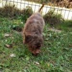 Brownie - - Bild 7