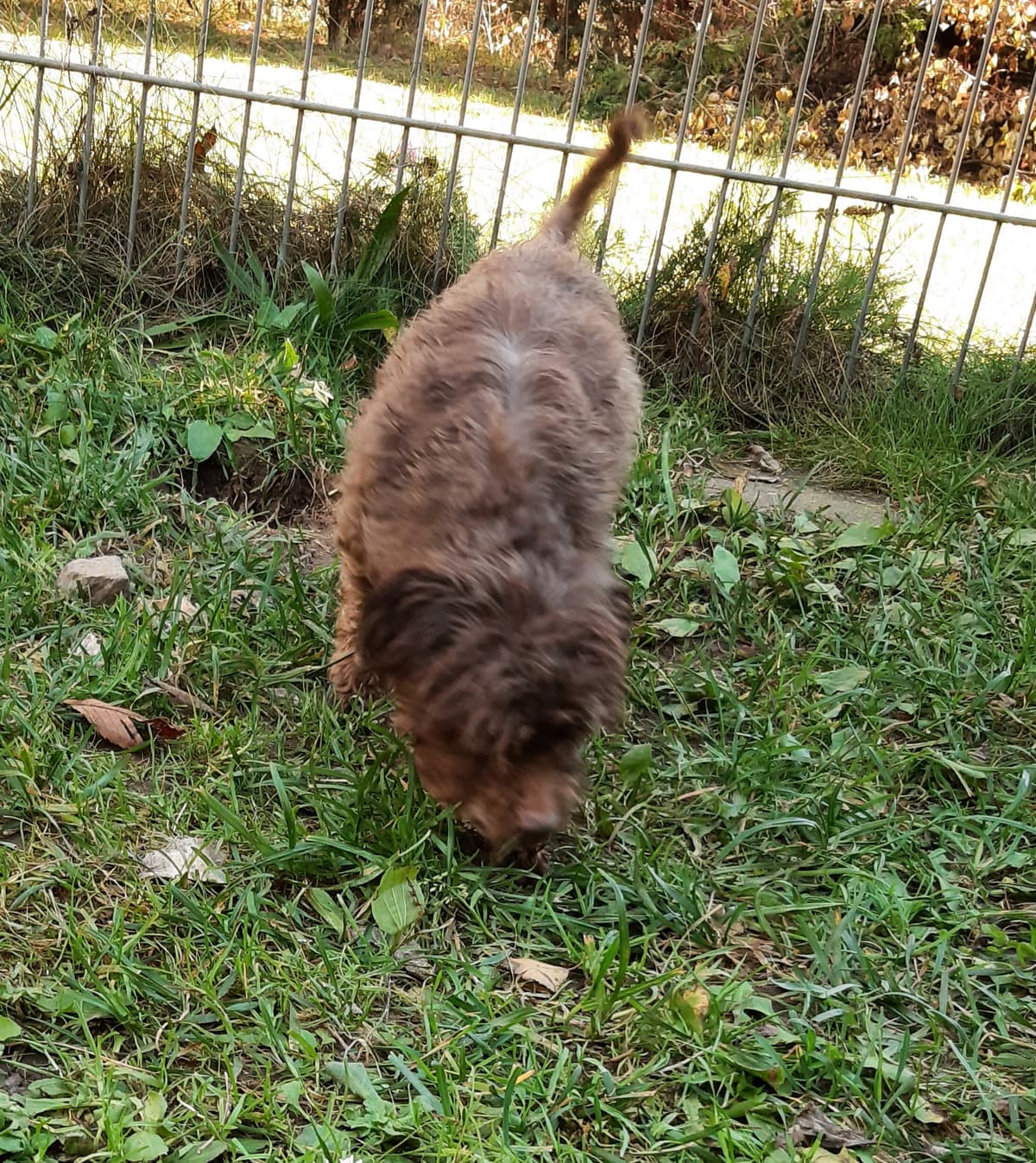 Brownie - - Bild 6