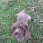 Brownie - - Bild 3