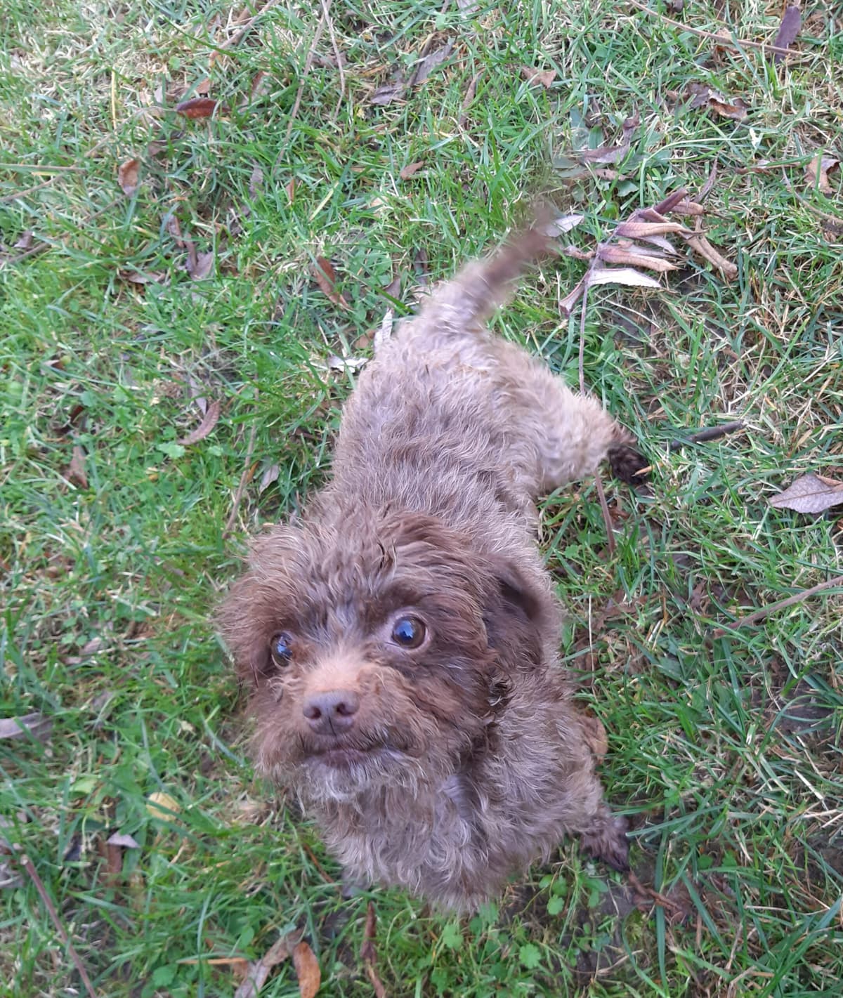Brownie - - Bild 2