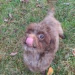Brownie - - Bild 5