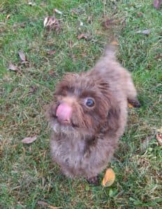 Brownie - - Bild 1