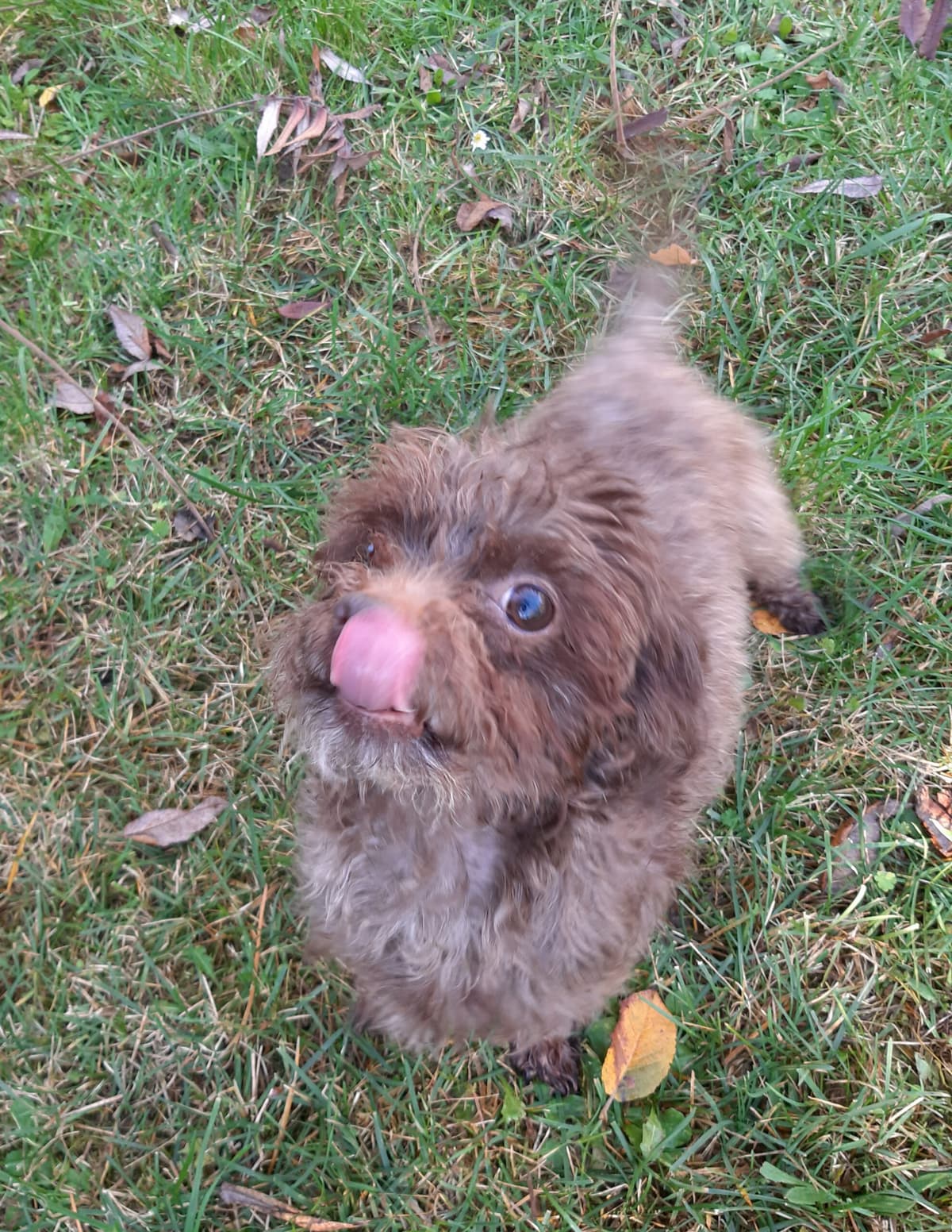 Brownie - - Bild 4