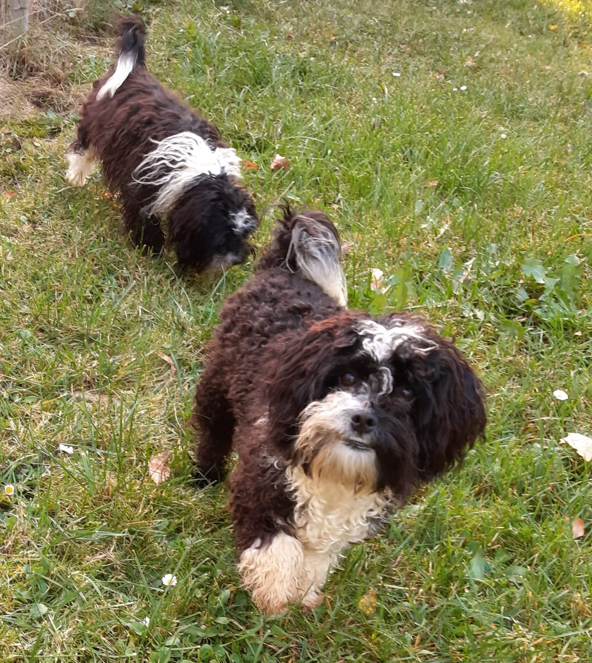 Bert - - Bild 8