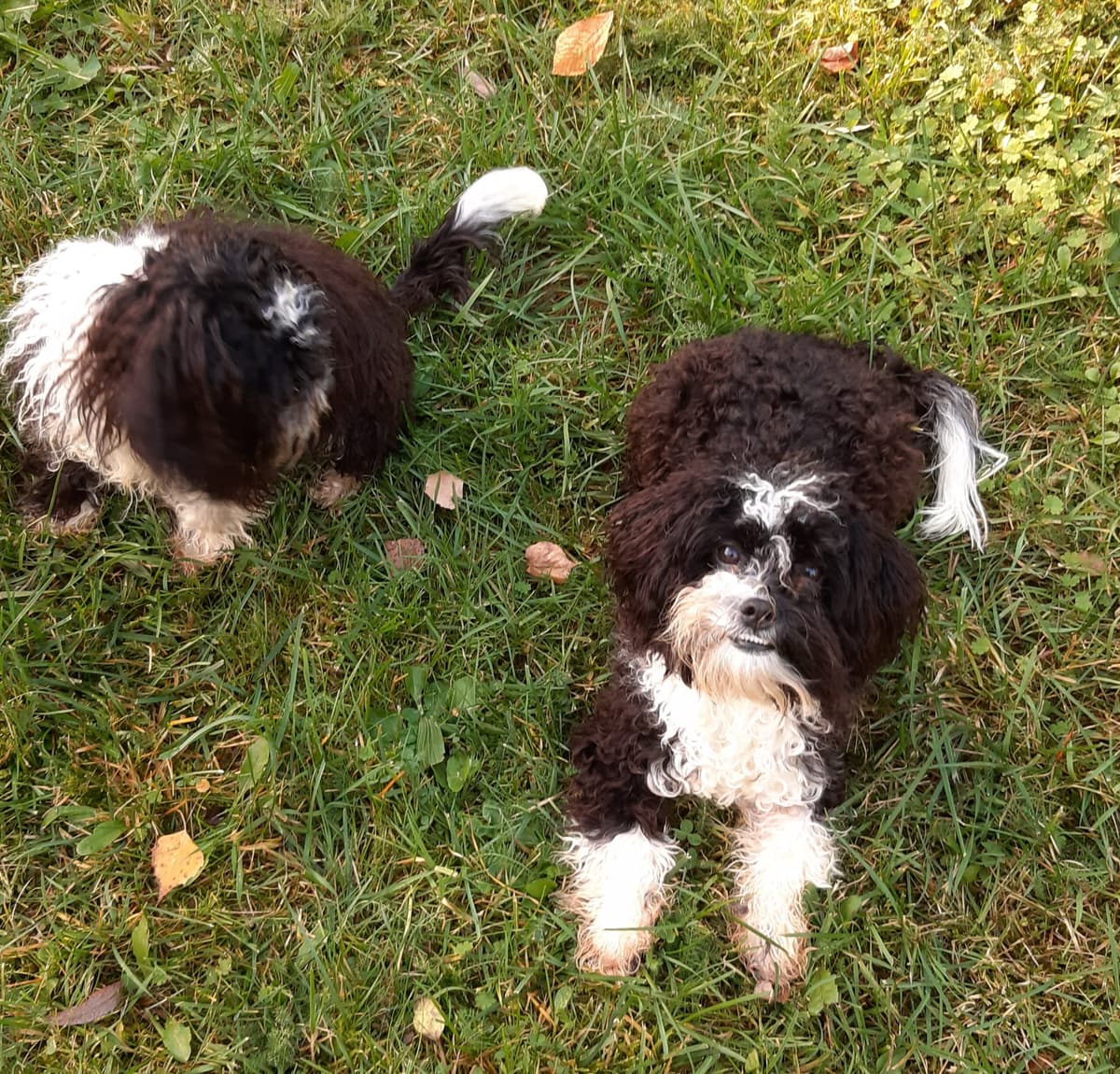 Bert - - Bild 6