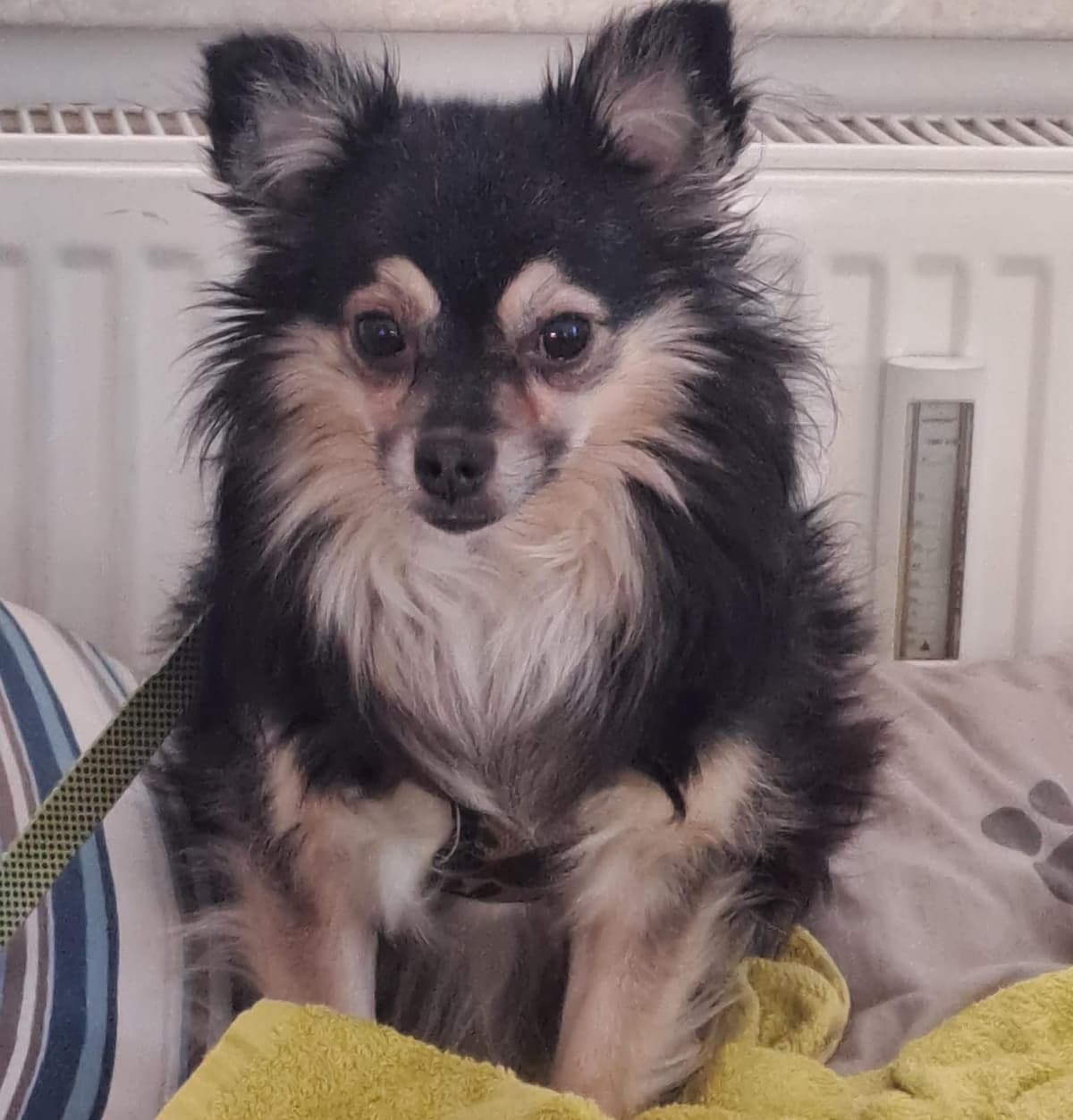 Schnappi - Chihuahua - Bild 4